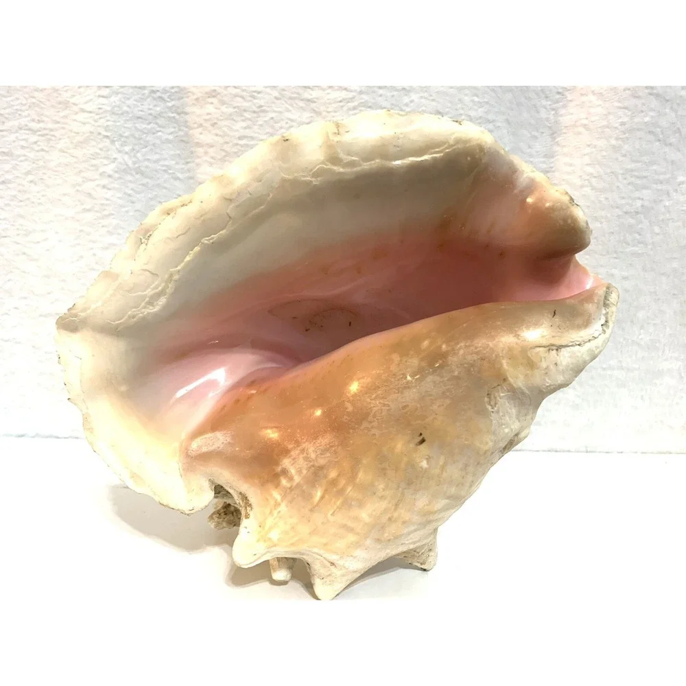 Large Queen Conch Shell Pink Horned Seashell 9